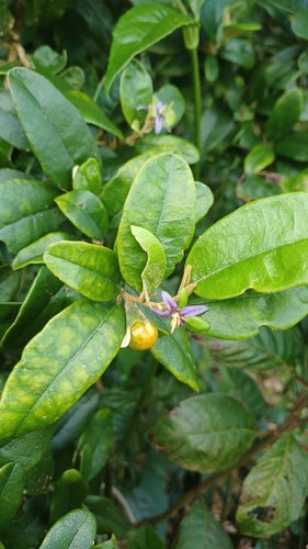 Solanum dendroicum, photograph 2