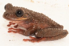 Osteocephalus verruciger