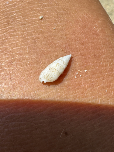 Cerithium nesioticum observed 2026-05-27