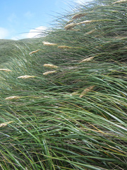 Poa flabellata