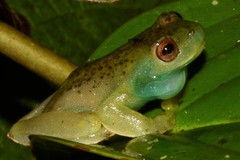 Hyloscirtus phyllognathus