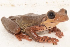 Osteocephalus verruciger