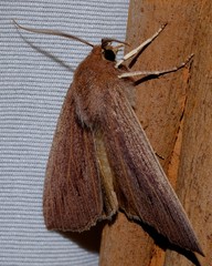 Palleopa innotata