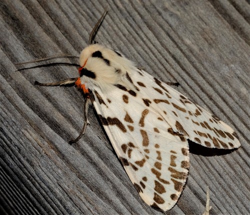 black-and-white tiger moth