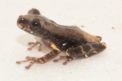 Osteocephalus verruciger