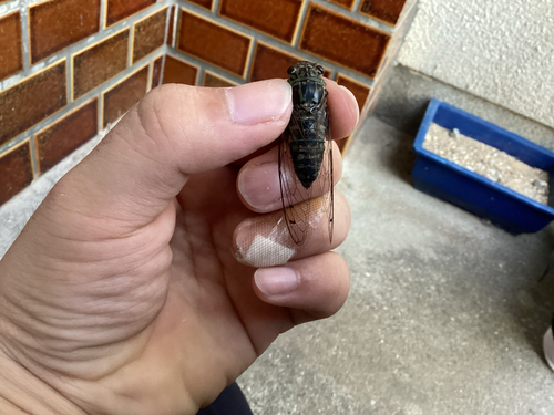 Priest Cicada