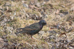 Sturnus vulgaris