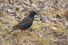 Sturnus vulgaris