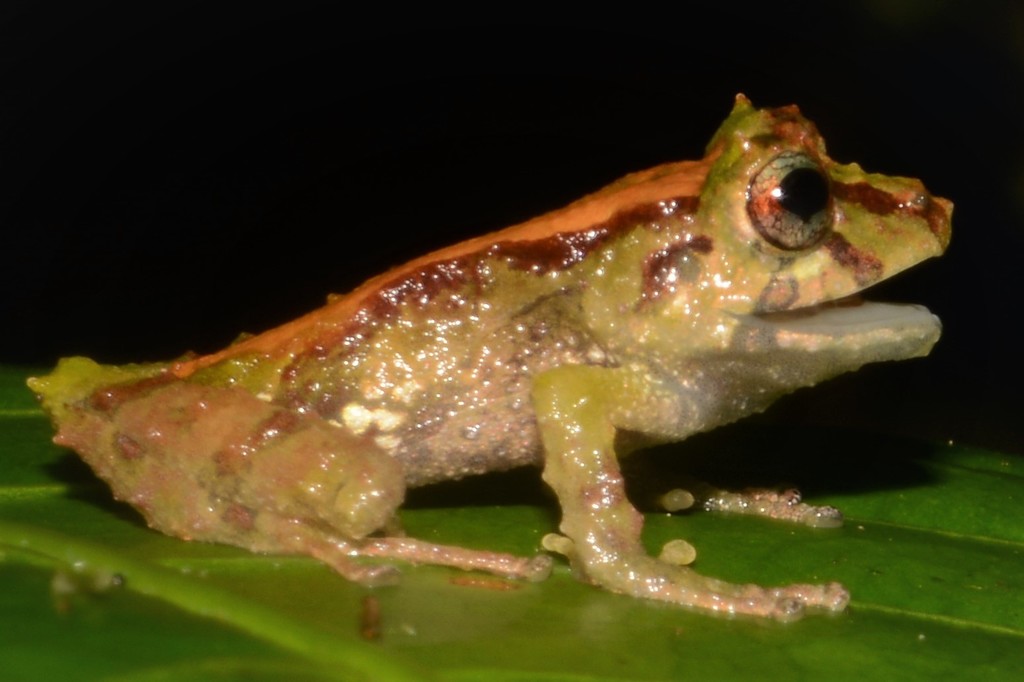 Rio Azuela Robber Frog