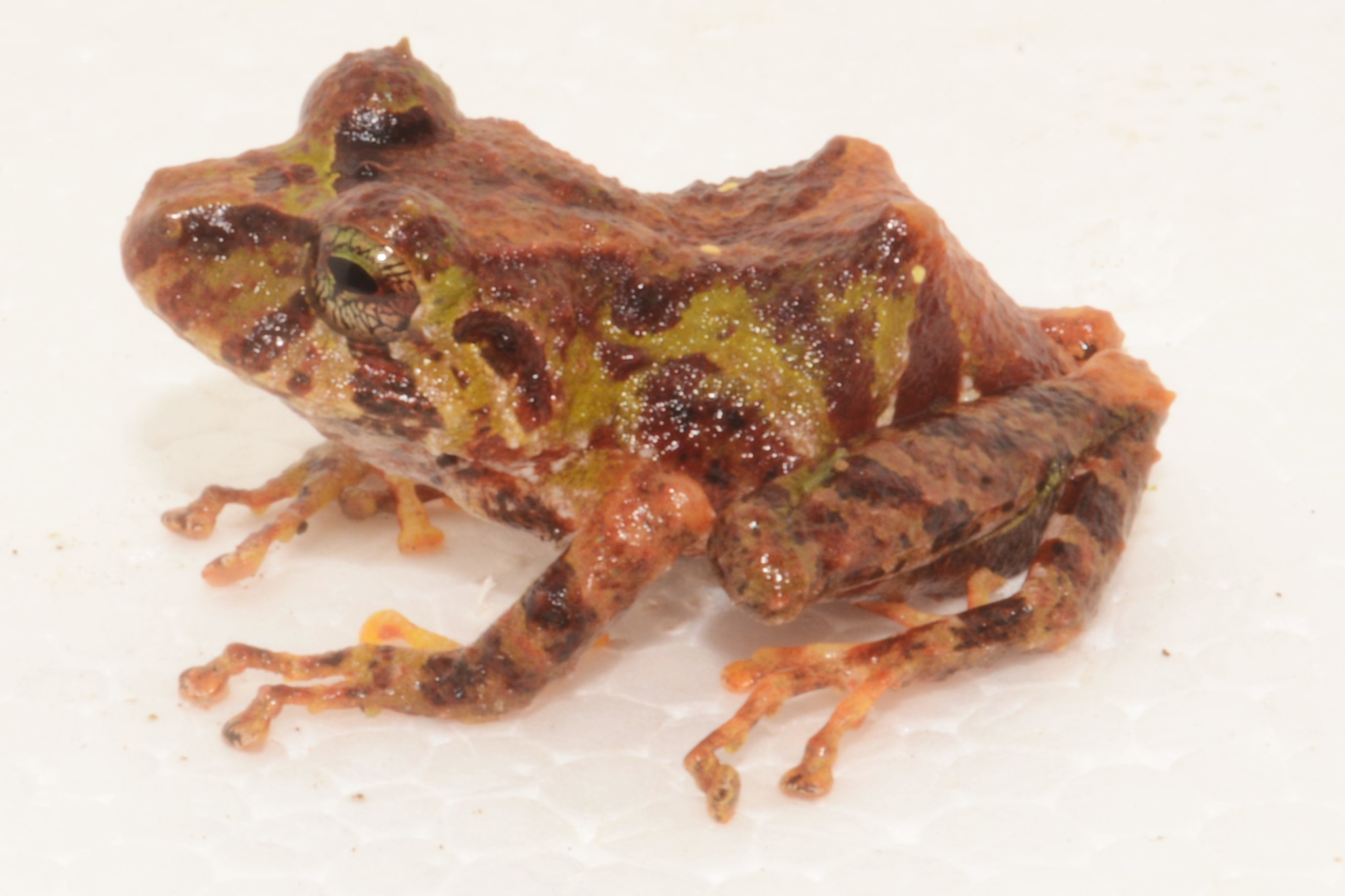 Rio Azuela Robber Frog photo 4