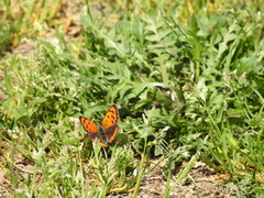Lycaena phlaeas