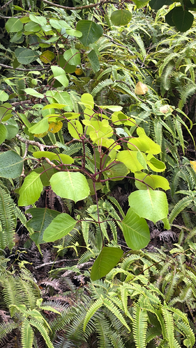Cheirodendron fauriei observed 2026-05-27