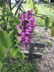 Robinia hispida