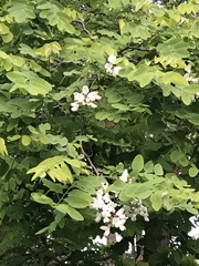 Robinia hispida