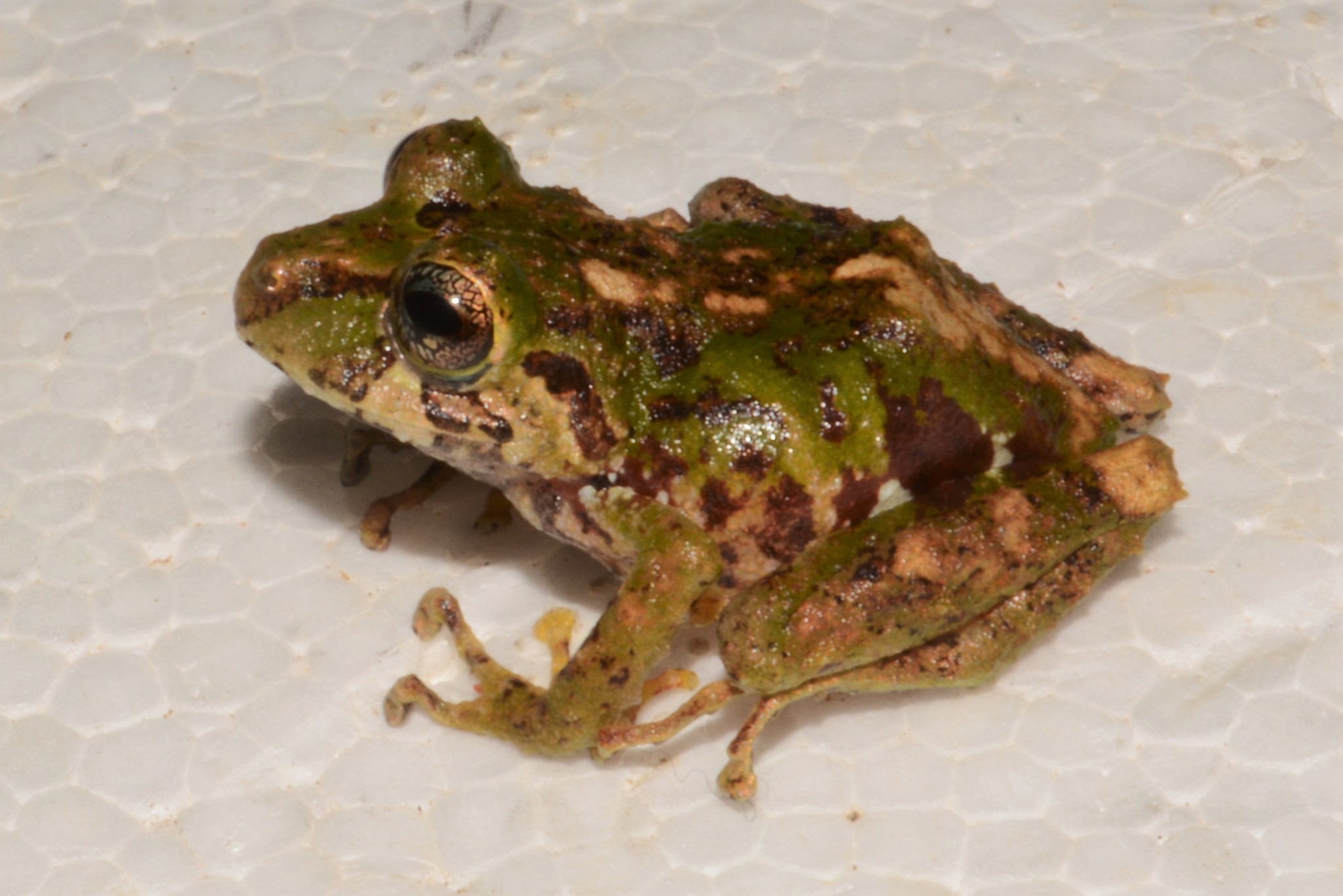 Rio Azuela Robber Frog photo 3