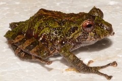 Pristimantis incanus