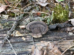 Gloeophyllum abietinum