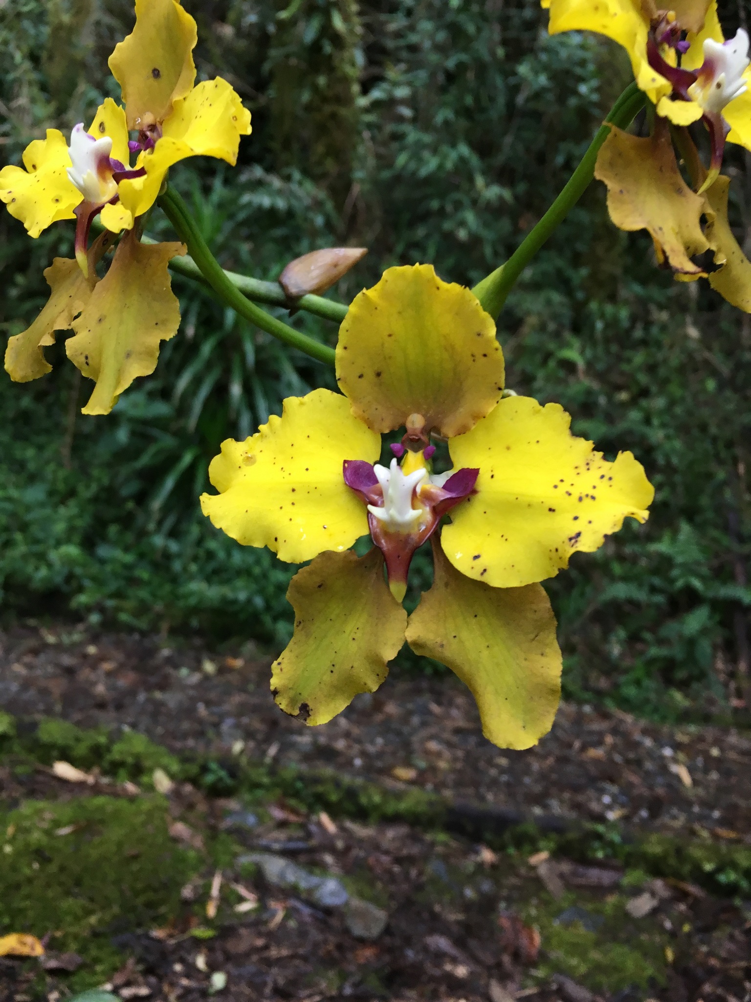 Cyrtochilum macranthum image