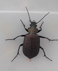 Calosoma alternans