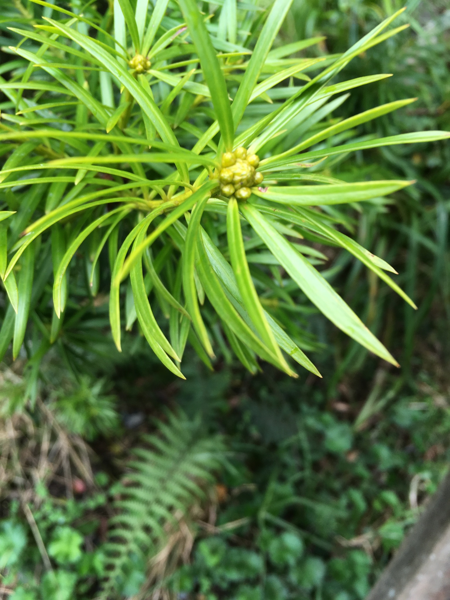 Podocarpus glomeratus image