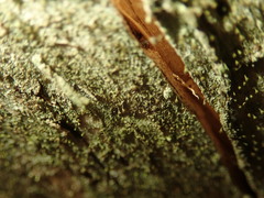 Chaenotheca chlorella