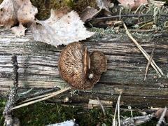 Gloeophyllum abietinum