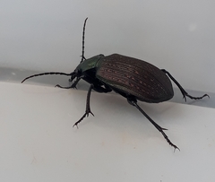 Calosoma alternans