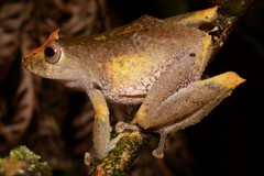 Rio Coca Robber Frog photo 2