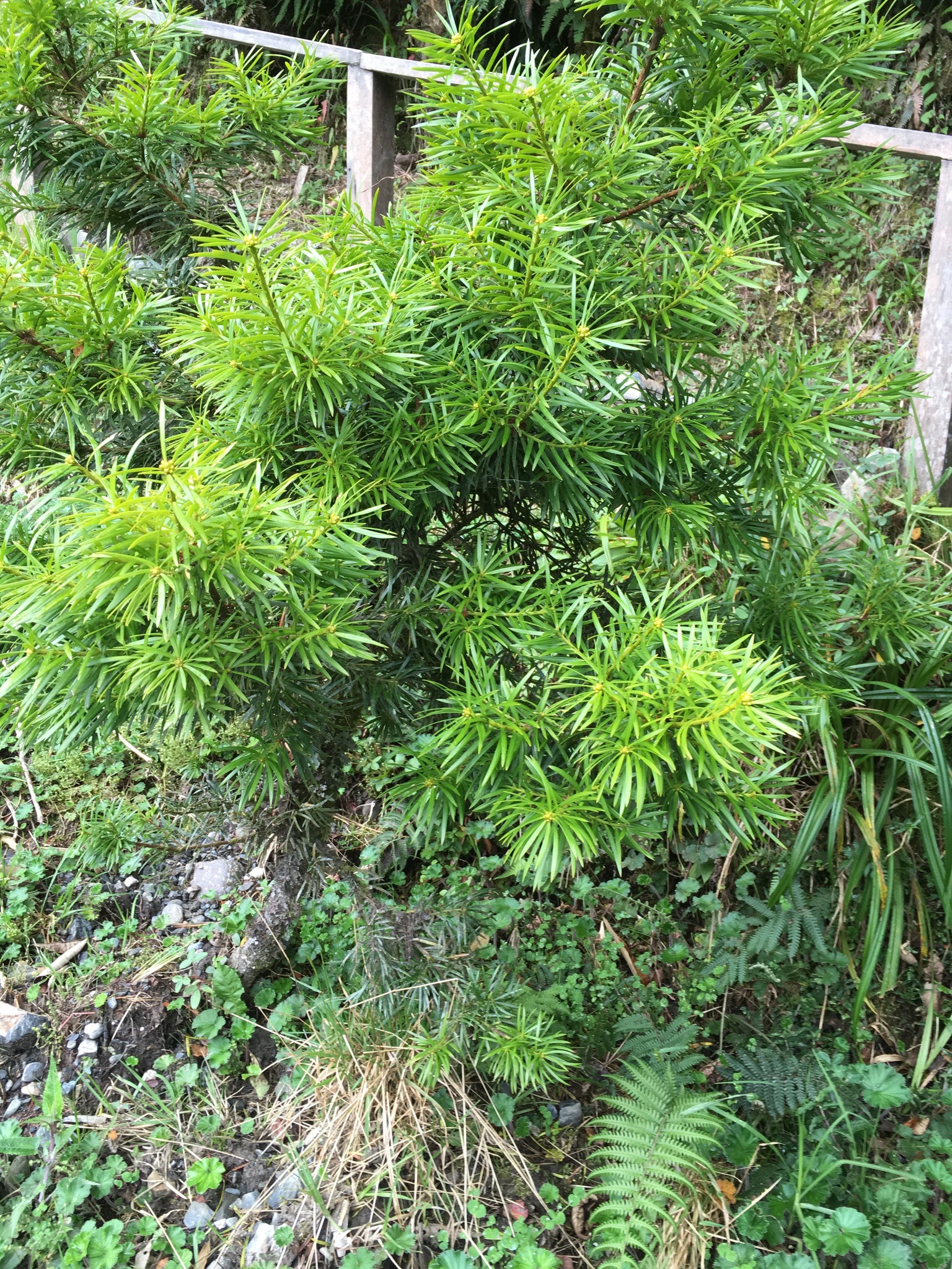 Podocarpus glomeratus image