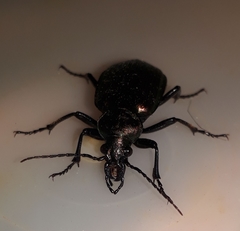 Calosoma alternans