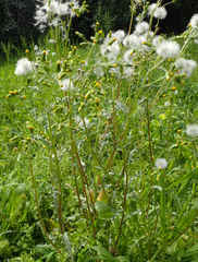 Senecio vulgaris