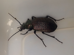 Calosoma alternans