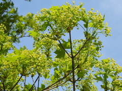 Acer platanoides