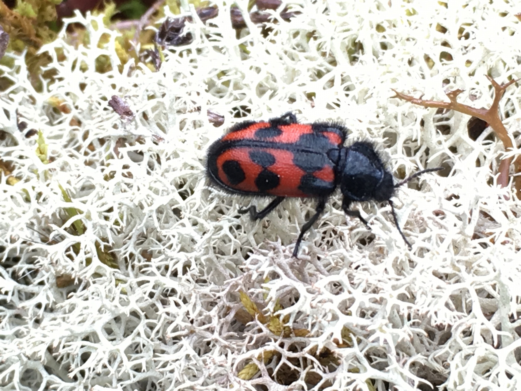 Stylasteridae image