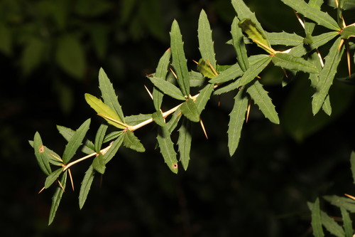 Berberis gagnepainii, photograph 1