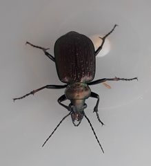 Calosoma alternans