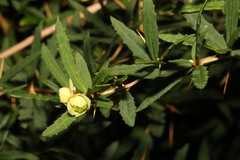 Berberis gagnepainii