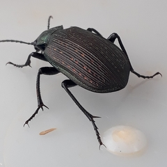 Calosoma alternans