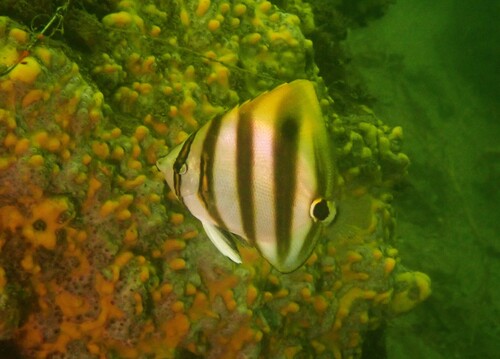 Butterflyfish (Parachaetodon ocellatus) — Chaetodontidae — 4