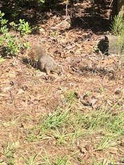 Sciurus niger