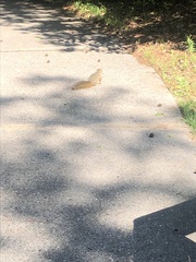 Sciurus niger