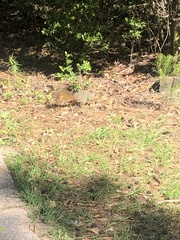 Sciurus niger