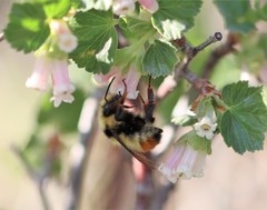 Bombus centralis
