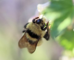Bombus centralis