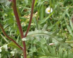 Senecio vulgaris