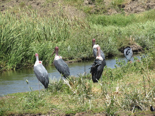 iNaturalist image