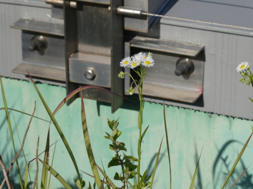 annual fleabane