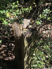 Sciurus niger