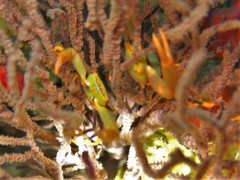 Quadrella maculosa