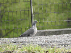 Columba palumbus